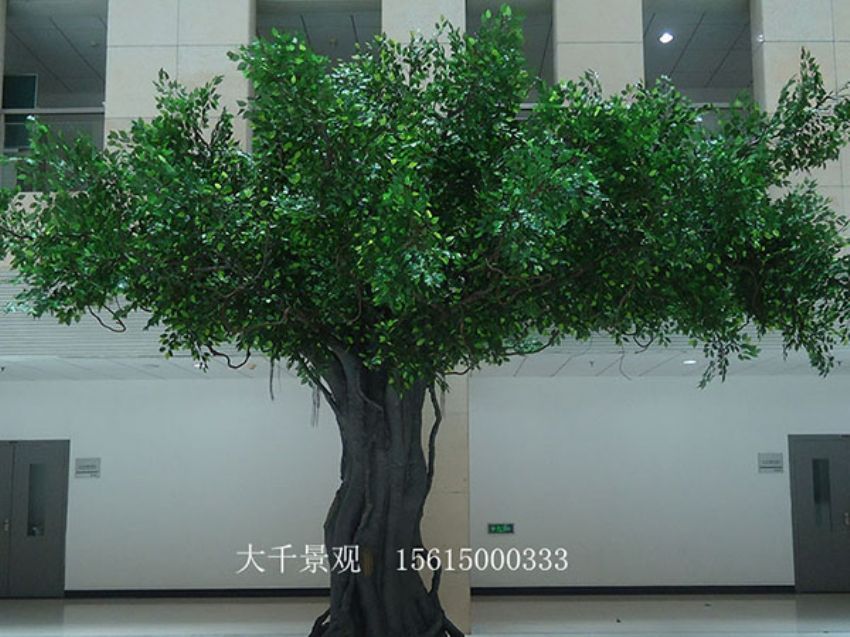 點擊查看詳細信息<br>標題：室內(nèi)榕樹 閱讀次數(shù)：1207